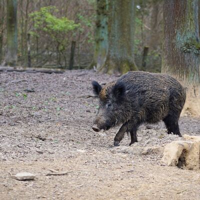 Symbolfoto Afrikanische Schweinepest